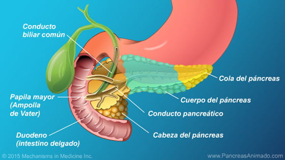 pancreas anatomia